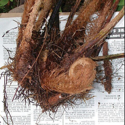 Polystichum kenwoodii unspecified picture