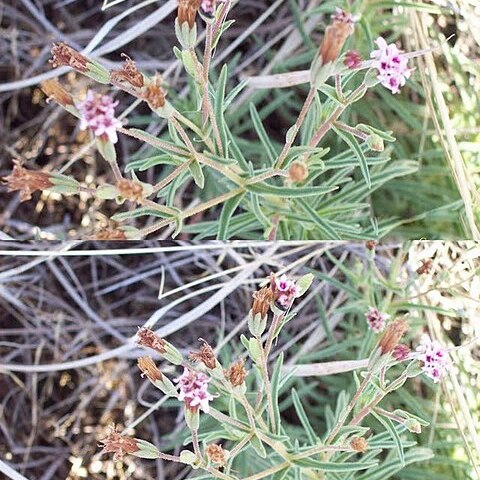 Stevia multiaristata unspecified picture