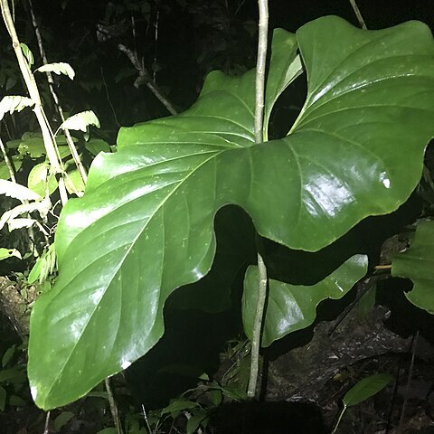 Anthurium brownii unspecified picture