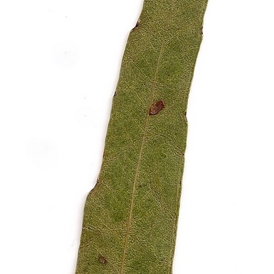 Eucalyptus quadrangulata unspecified picture