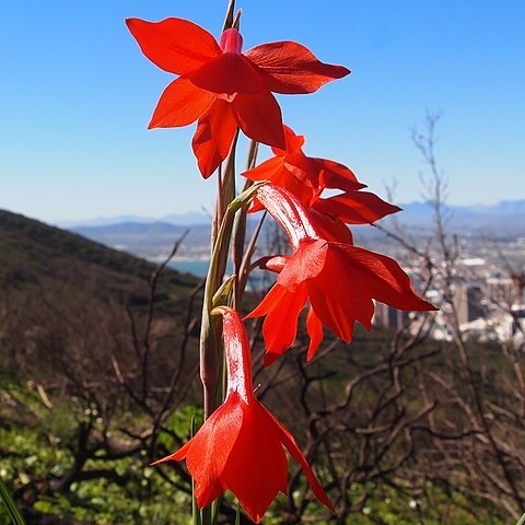 Gladiolus watsonius unspecified picture