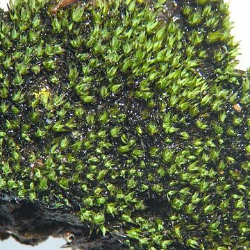 Grimmia alpestris unspecified picture