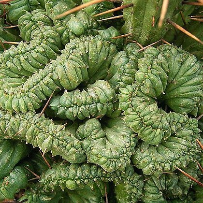 Euphorbia enopla unspecified picture