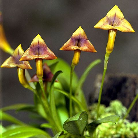 Masdevallia angulifera unspecified picture