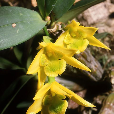 Dendrobium trigonopus unspecified picture