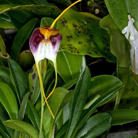 Masdevallia schroederiana unspecified picture