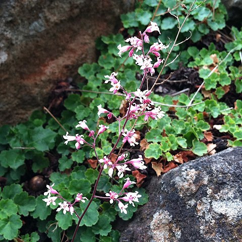 Heuchera brevistaminea unspecified picture