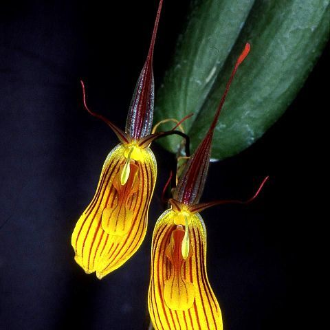 Restrepia falkenbergii unspecified picture