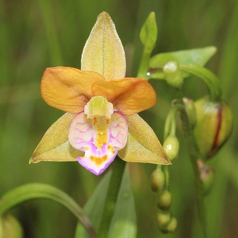 Epipactis thunbergii unspecified picture