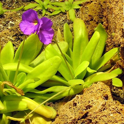 Pinguicula moctezumae unspecified picture