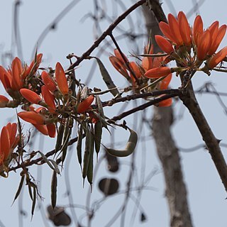 Erythrina suberosa unspecified picture