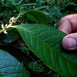 Erythroxylum martii unspecified picture