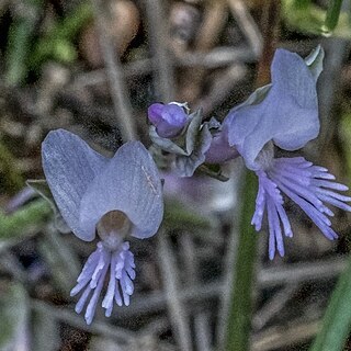 Polygala venulosa unspecified picture