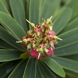 Euphorbia gymnonota unspecified picture