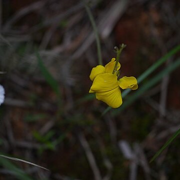 Crotalaria fysonii unspecified picture