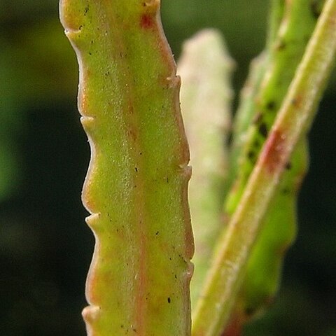 Gonocarpus chinensis unspecified picture