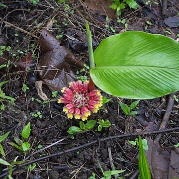 Curcuma mutabilis unspecified picture