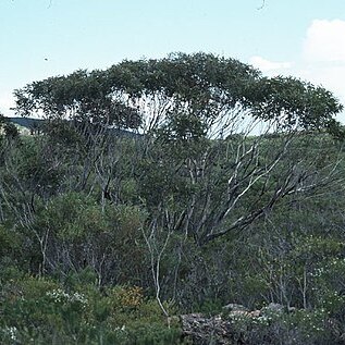 Eucalyptus aquilina unspecified picture