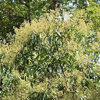 Swintonia floribunda unspecified picture