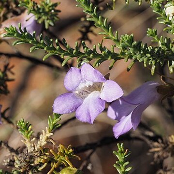 Eremophila exilifolia unspecified picture