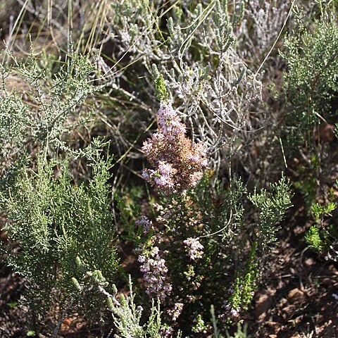 Erica paniculata unspecified picture