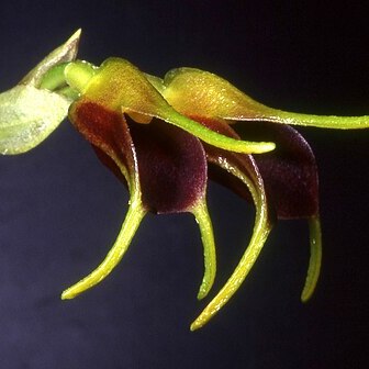 Masdevallia biflora unspecified picture