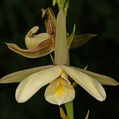 Eulophia ovalis var. bainesii unspecified picture