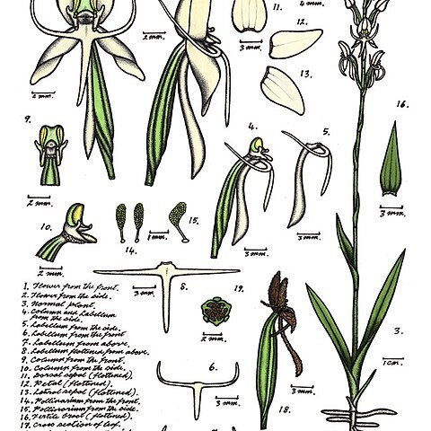 Habenaria propinquior unspecified picture