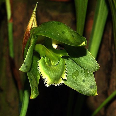 Sudamerlycaste unspecified picture