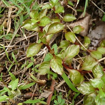 Ludwigia ovalis unspecified picture