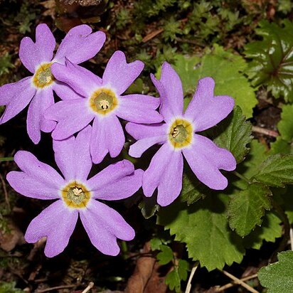 Primula tosaensis var. brachycarpa unspecified picture