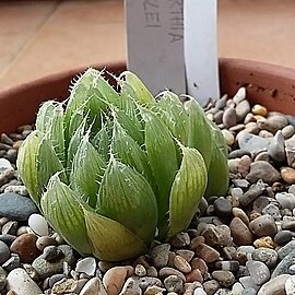 Haworthia bolusii var. pringlei unspecified picture