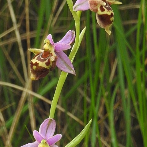 Ophrys scolopax subsp. heldreichii unspecified picture