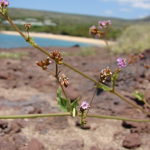 Boerhavia herbstii unspecified picture