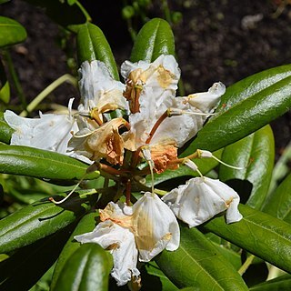 Rhododendron anthosphaerum unspecified picture