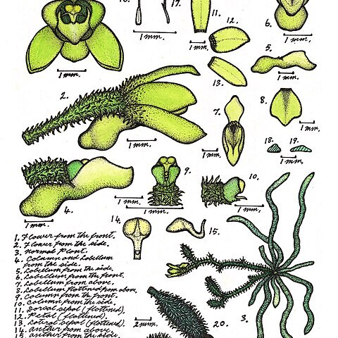 Taeniophyllum lobatum unspecified picture