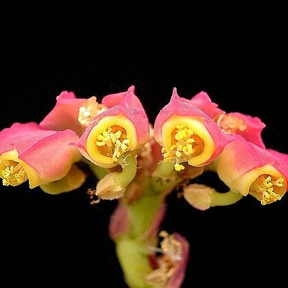 Euphorbia neococcinea unspecified picture