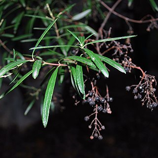 Ornithostaphylos unspecified picture