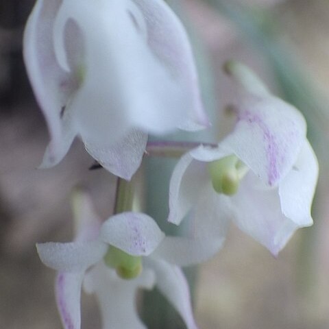 Polystachya bicalcarata unspecified picture