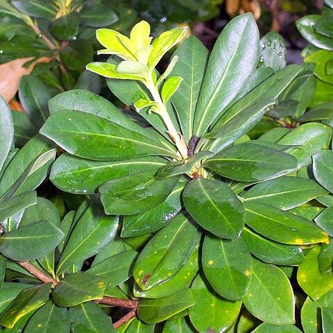 Pittosporum erioloma unspecified picture