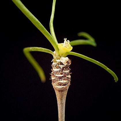 Euphorbia hedyotoides unspecified picture