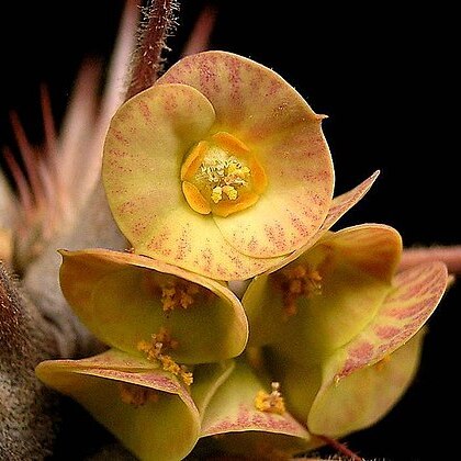 Euphorbia hofstaetteri unspecified picture