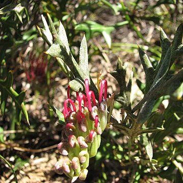 Grevillea ilicifolia unspecified picture