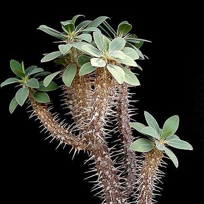 Euphorbia fianarantsoae unspecified picture