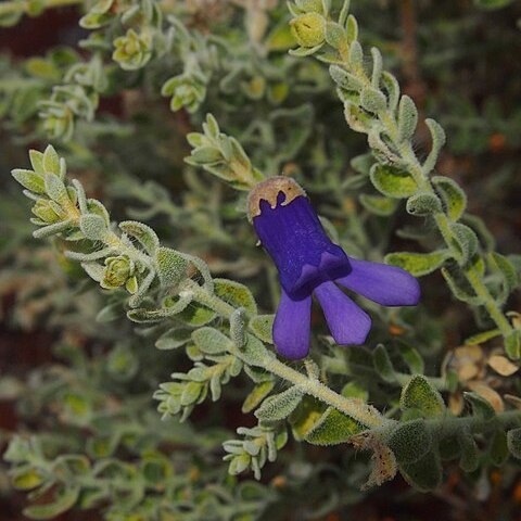 Eremophila macdonnellii unspecified picture