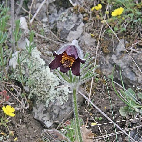 Pulsatilla pratensis unspecified picture