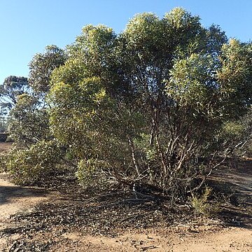 Eucalyptus clivicola unspecified picture