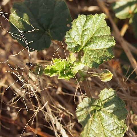 Abutilon malvifolium unspecified picture