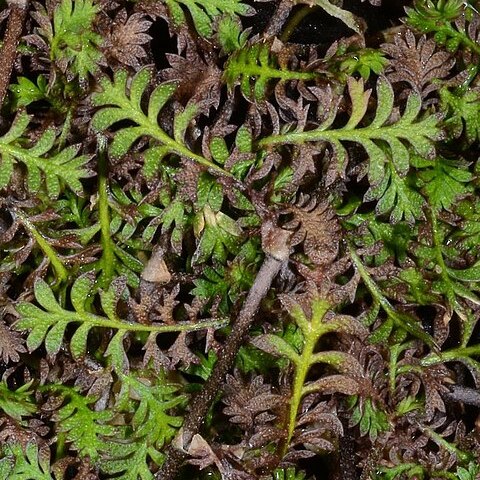 Leptinella filiformis unspecified picture