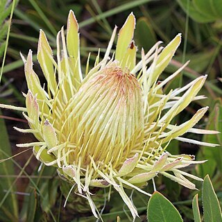 Protea roupelliae subsp. hamiltonii unspecified picture